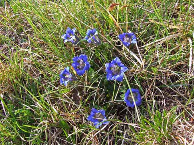 Fioritura di genziane G. kochiana e G. clusii